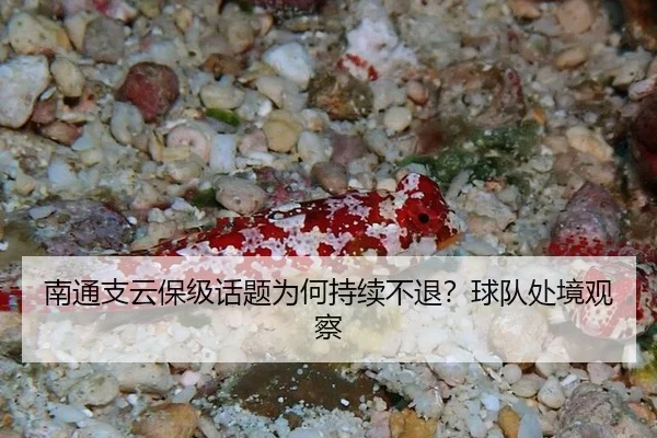 南通支云保级话题为何持续不退？球队处境观察